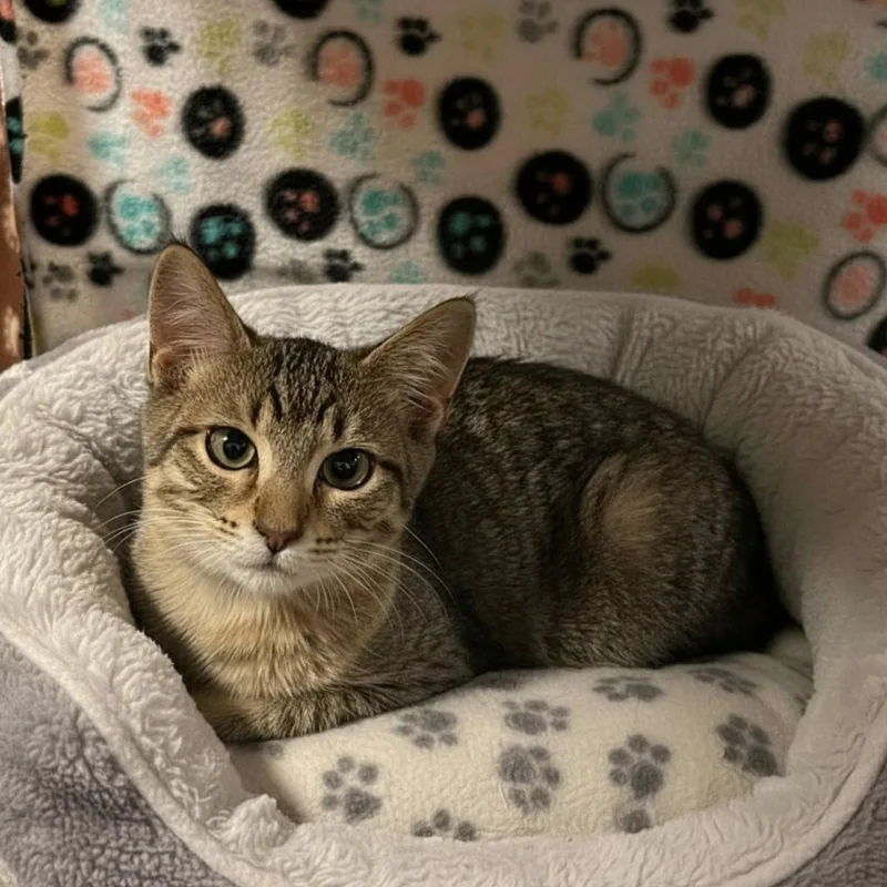 A baby medium-sized female Domestic Short Hair cat named Rigatoni for adoption in Blasdell, NY