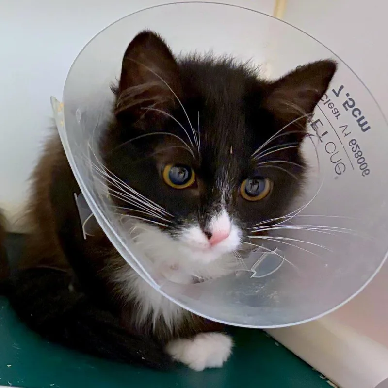 A baby small-sized male Domestic Short Hair cat named Crisp Apple for adoption in Woodinville, WA