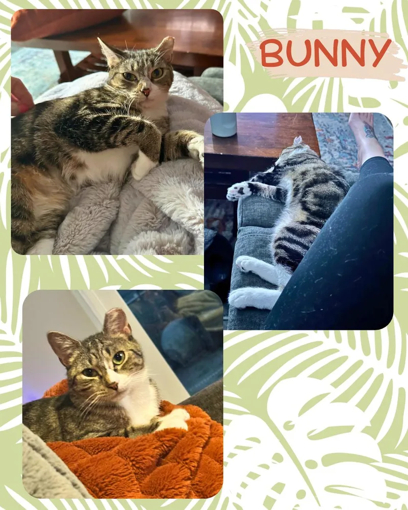 An adult medium-sized male Orange & White Domestic Short Hair cat named Dorito and Bunny  for adoption in Bronx, NY