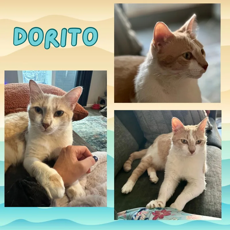Dorito and Bunny  thumbnail 2