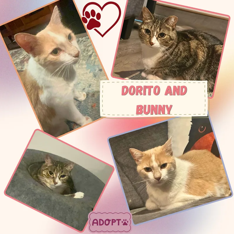 Dorito and Bunny  thumbnail 3