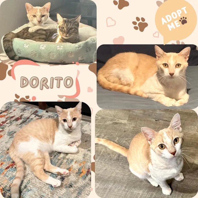 Dorito and Bunny  thumbnail 4