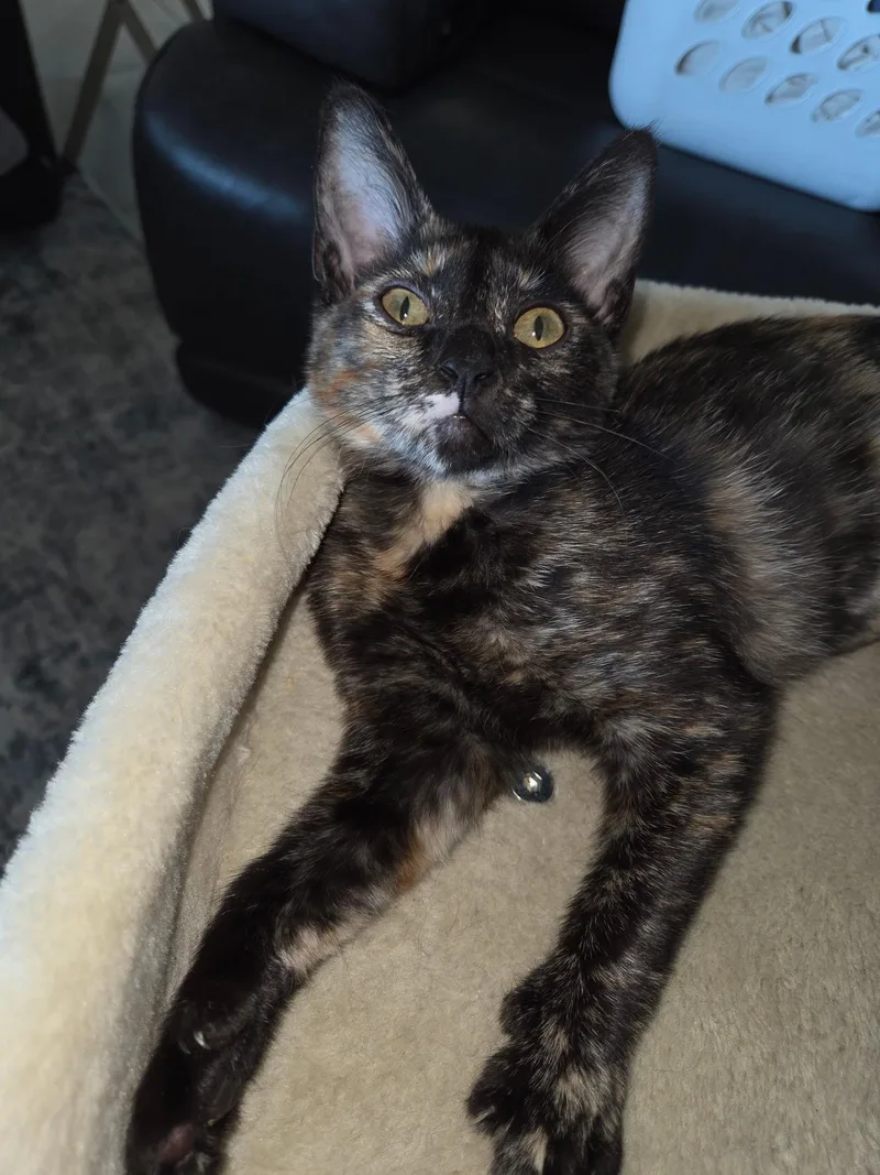 A baby small-sized female Tortoiseshell Domestic Short Hair cat named Rochelle Roach for adoption in Youngtown, AZ