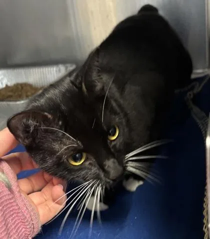 An adult large-sized female Domestic Short Hair cat named Evanescence for adoption in Chamblee, GA
