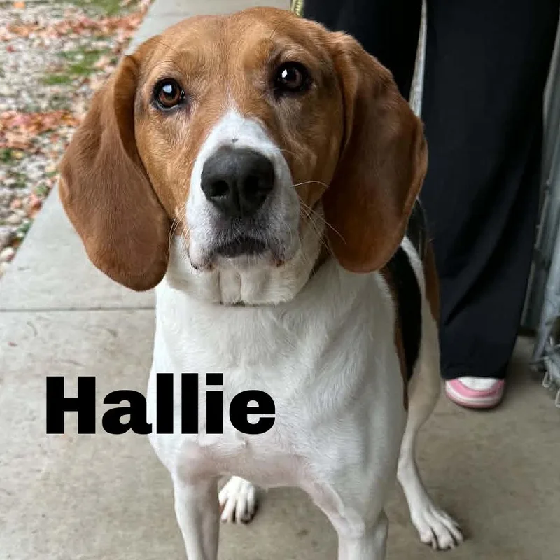 An adult medium-sized female Black Treeing Walker Coonhound dog named Hallie for adoption in Escanaba, MI