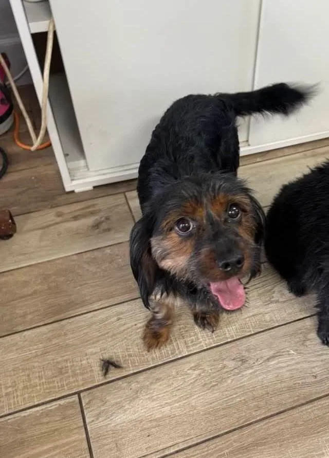 A baby small-sized male Bicolor English Cocker Spaniel dog named Milo for adoption in Fort Lauderdale, FL