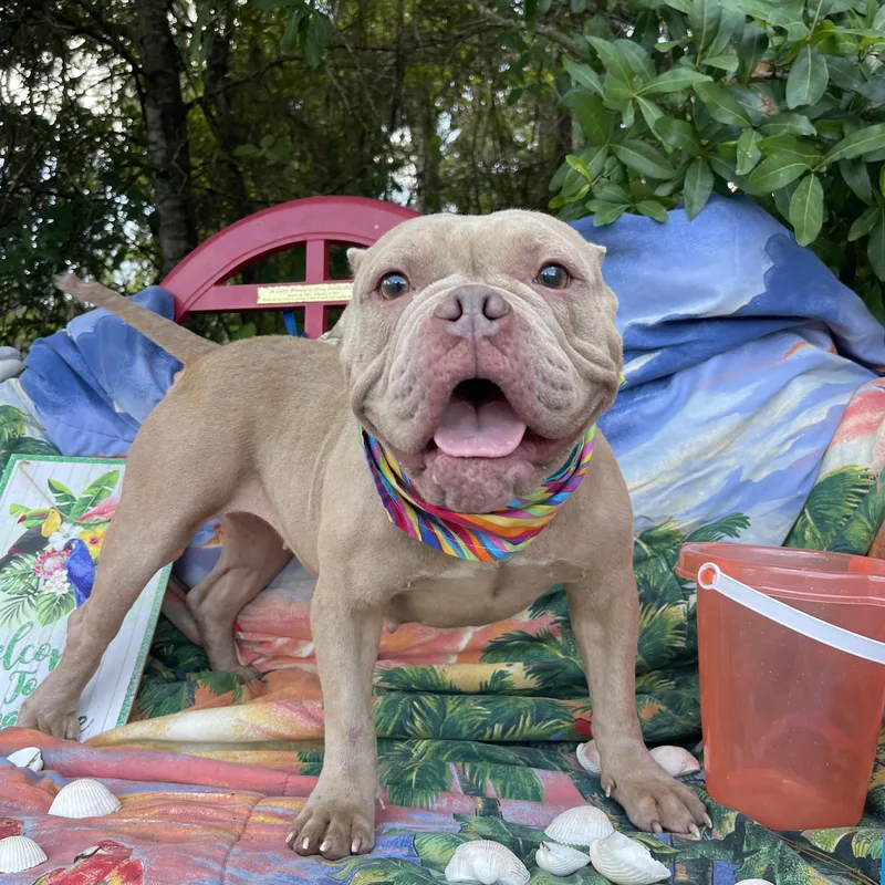 An adult medium-sized female French Bulldog dog named Starfire for adoption in Sebring, FL
