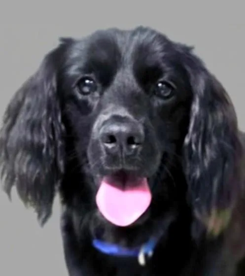 An adult medium-sized male Black Cocker Spaniel dog named Percy for adoption in Plano, TX