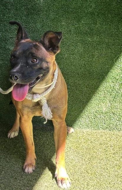 An adult small-sized female Belgian Shepherd / Malinois dog named Nalani for adoption in Lancaster, CA