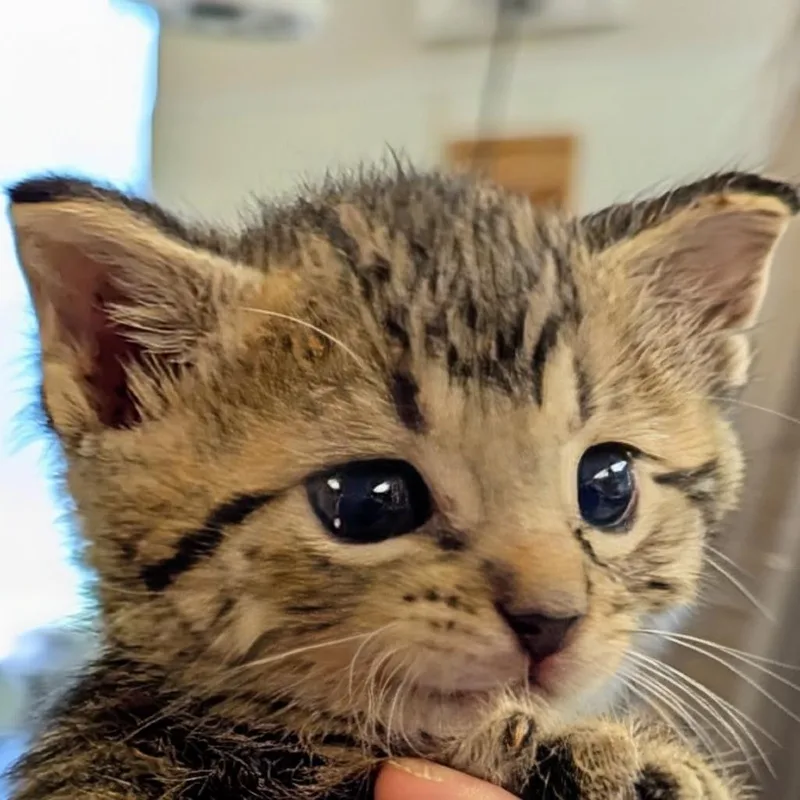 A baby small-sized male Brown / Chocolate Domestic Short Hair cat named Gilligan for adoption in Marysville, OH