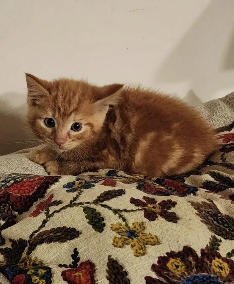 A baby small-sized male Domestic Short Hair cat named Liam for adoption in Knoxville, TN