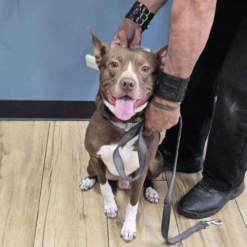 A young medium-sized male Brown / Chocolate Mixed Breed dog named Cooper for adoption in Newark, NJ