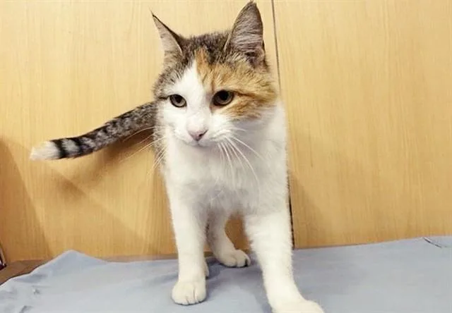 A young small-sized female Domestic Short Hair cat named Gracie for adoption in Saint Louis, MO