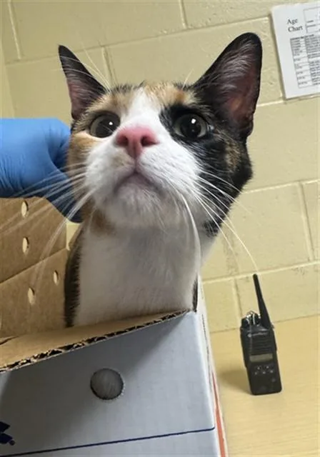 A young large-sized female Domestic Short Hair cat named Meowy for adoption in Sacramento, CA
