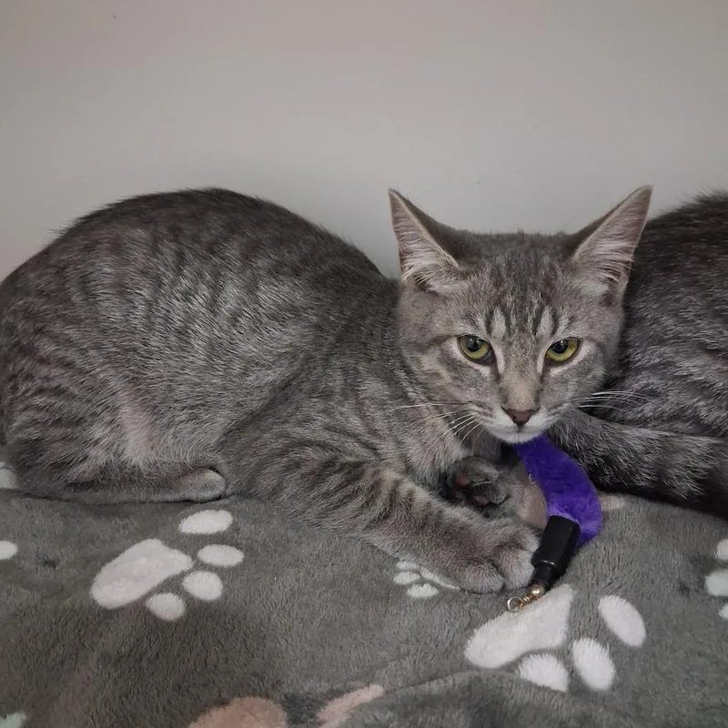 A young small-sized female Gray / Blue / Silver Domestic Short Hair cat named Lele for adoption in Elizabeth City, NC