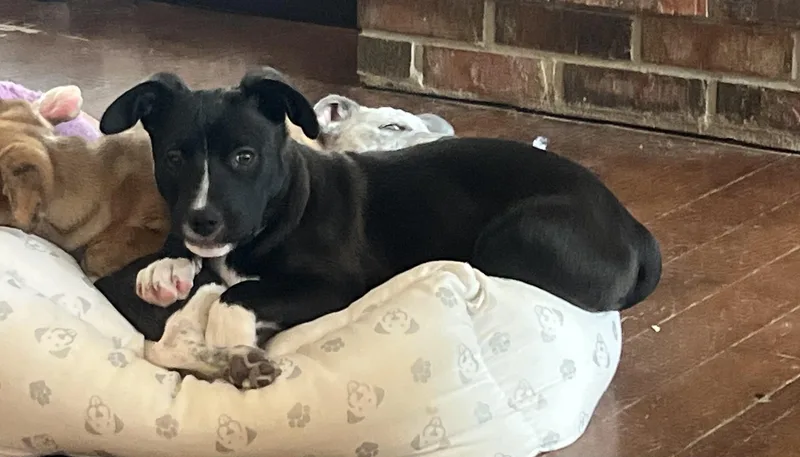 A baby medium-sized male Black Australian Cattle Dog / Blue Heeler dog named Preacher for adoption in Medfield, MA