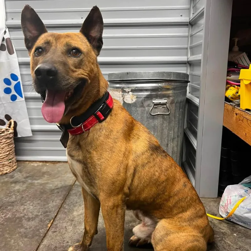 A young large-sized male Brown / Chocolate Belgian Shepherd / Malinois dog named Hesus for adoption in Princeton, KY