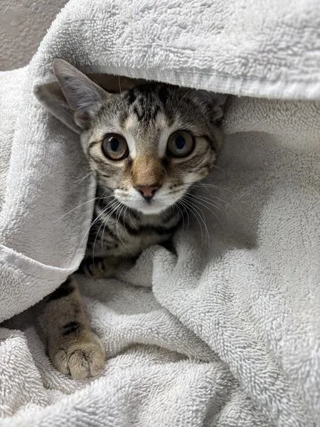 A young small-sized female Domestic Short Hair cat named Choo Choo for adoption in Sherwood, OR
