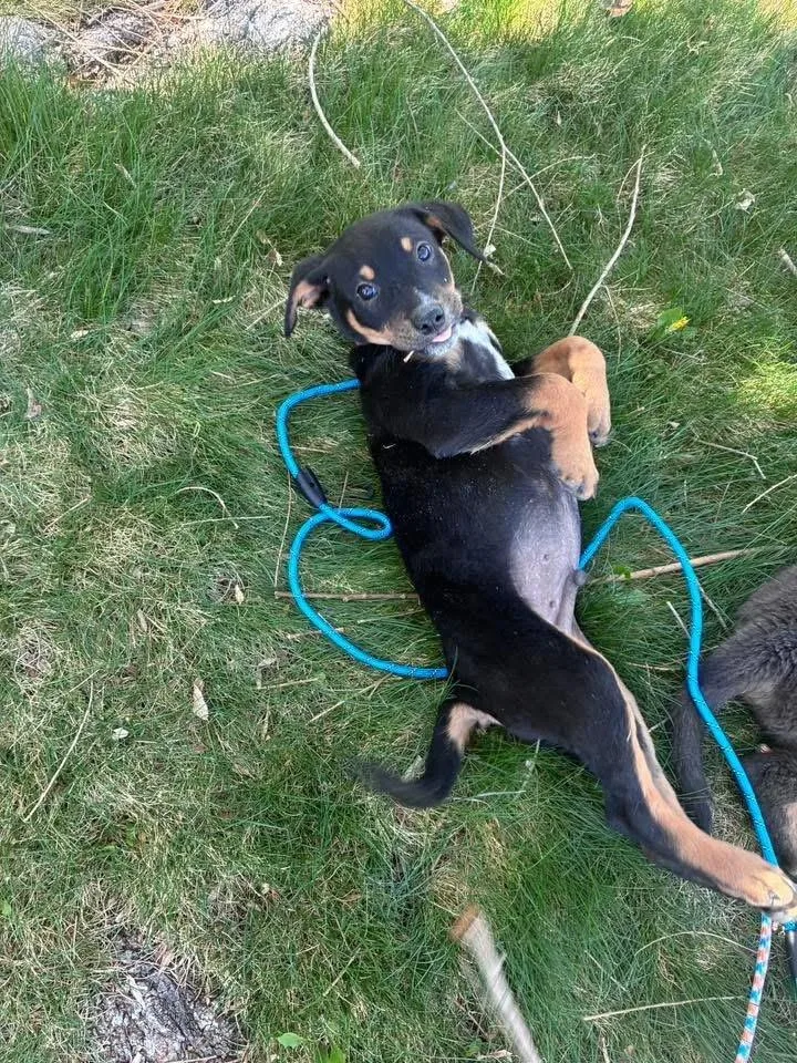 A baby small-sized male Brown / Chocolate Australian Cattle Dog / Blue Heeler dog named William for adoption in Colorado Springs, CO