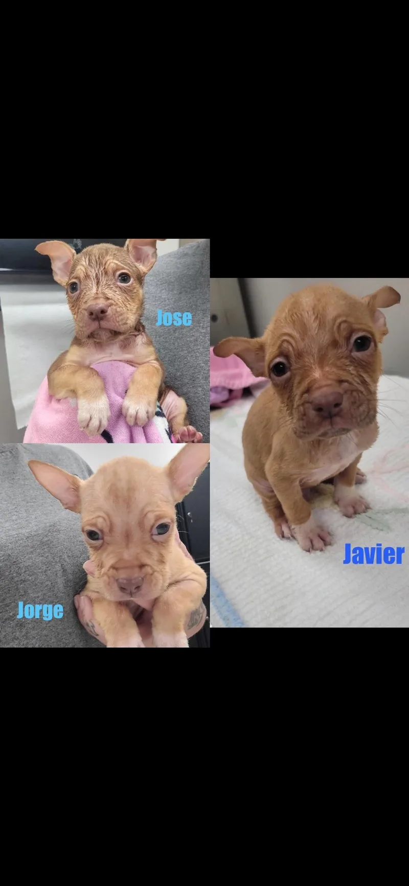 A baby medium-sized male Brown / Chocolate Staffordshire Bull Terrier dog named J litter boys for adoption in seaside heights, NJ