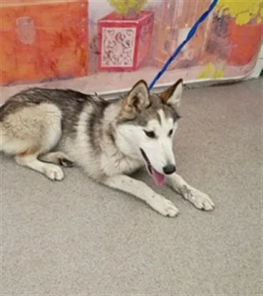 A young medium-sized female Siberian Husky dog named Joy for adoption in San Bernardino, CA
