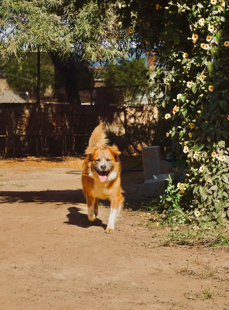 Santiago thumbnail 5