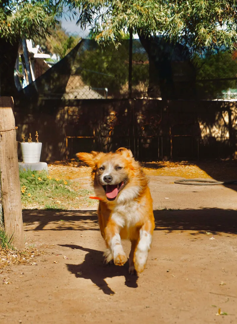 Santiago thumbnail 6