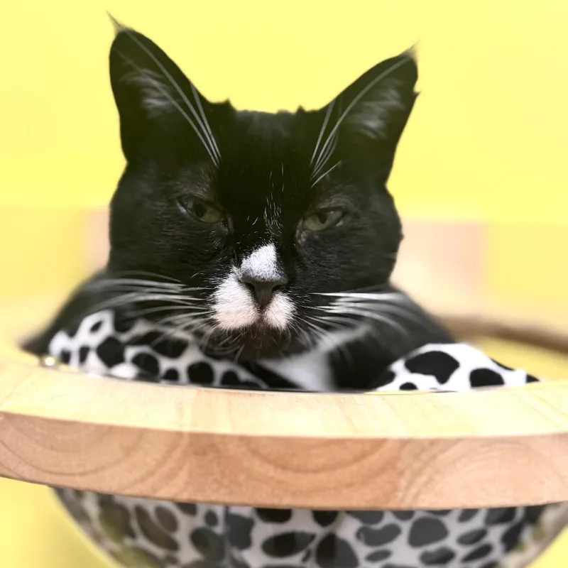 An adult medium-sized female Black Domestic Short Hair cat named Zelda for adoption in Wheeling, IL