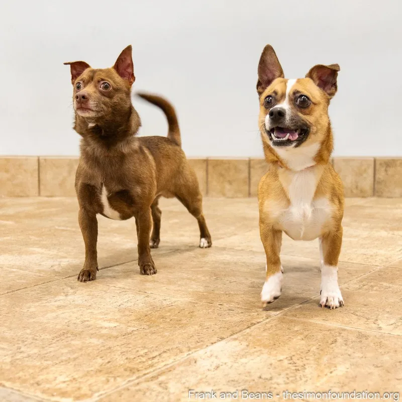 Frank And Beans thumbnail 2