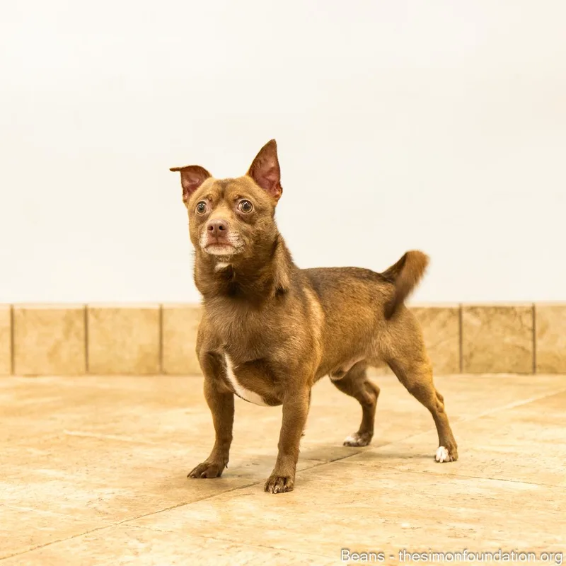 Frank And Beans thumbnail 3