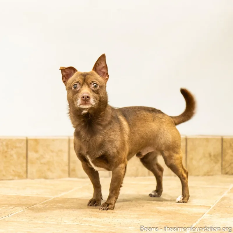 Frank And Beans thumbnail 4