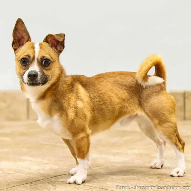 Frank And Beans thumbnail 6