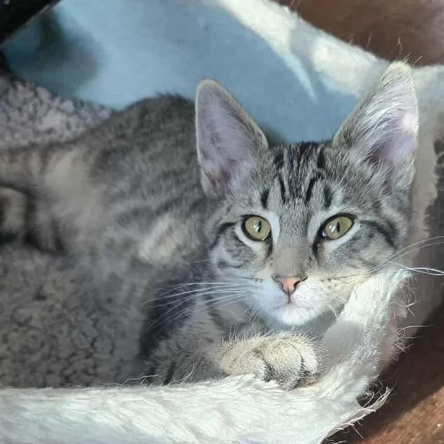 A young extra large-sized male Brown / Chocolate Domestic Short Hair cat named Jasper for adoption in LYLE, MN