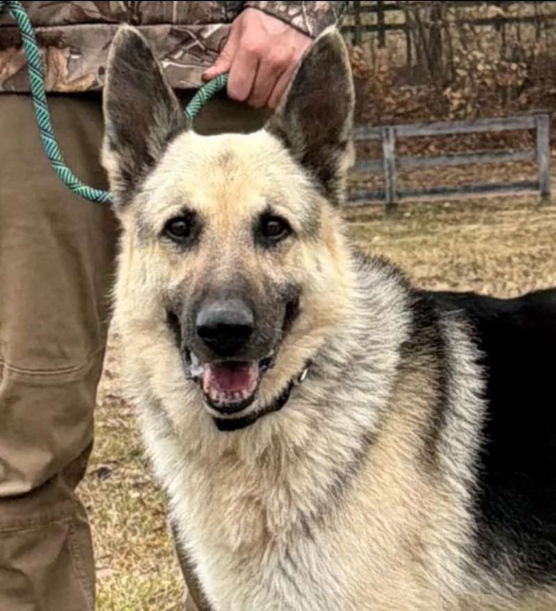An adult large-sized male Tricolor (Brown, Black, & White) German Shepherd Dog dog named Cabo for adoption in Chesapeake City, MD