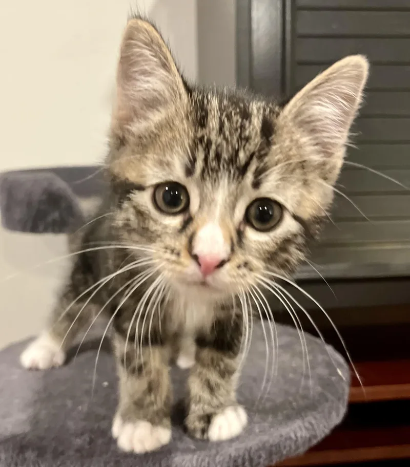 A baby medium-sized male Tabby (Brown / Chocolate) Manx cat named Biscuit for adoption in Springfield, OR