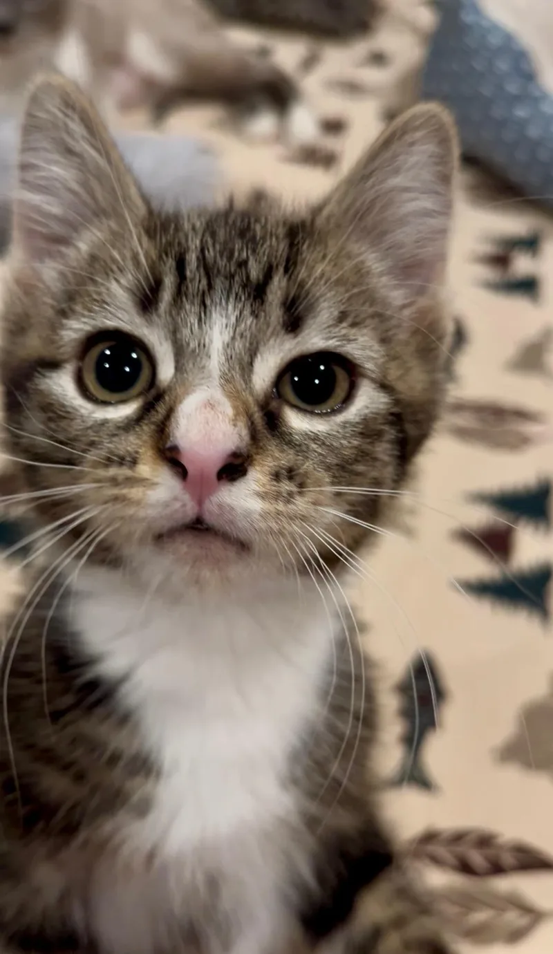Biscuit thumbnail 3