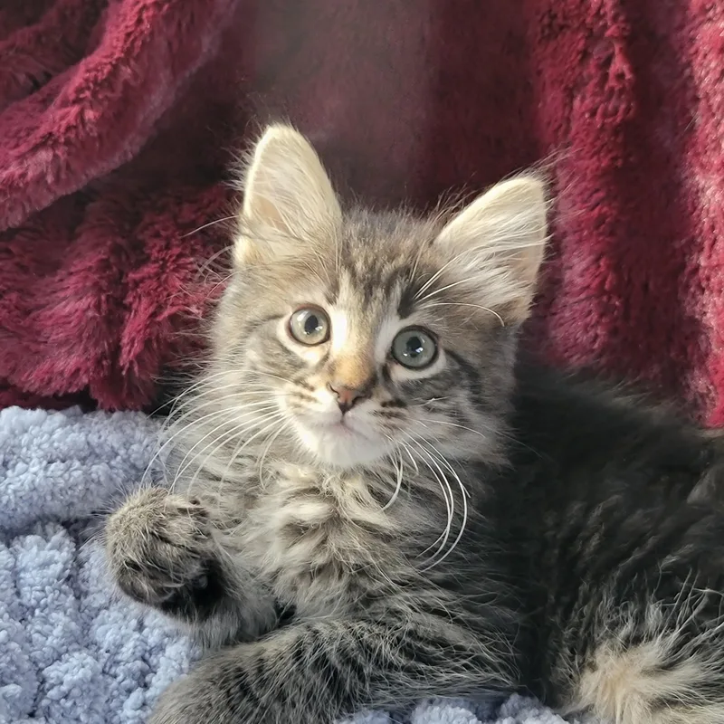 A baby large-sized male Tabby (Brown / Chocolate) Domestic Medium Hair cat named Greg for adoption in Washoe Valley, NV