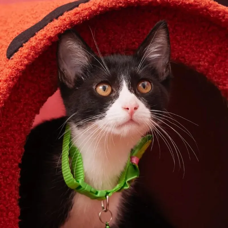 An adult small-sized male Black Domestic Short Hair cat named Armani for adoption in Morgan Hill, CA