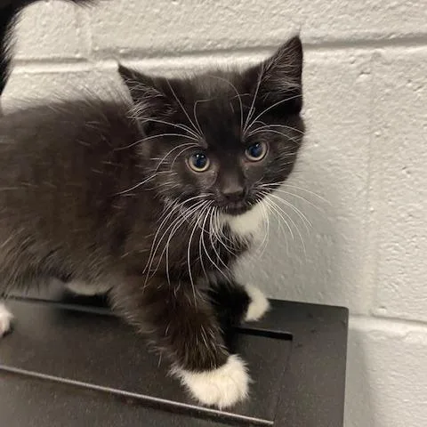 A baby small-sized female Black Domestic Short Hair cat named Monica for adoption in Dayton, OH