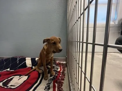 A baby small-sized female Vizsla dog named Tooth Fairy for adoption in Fresno, CA