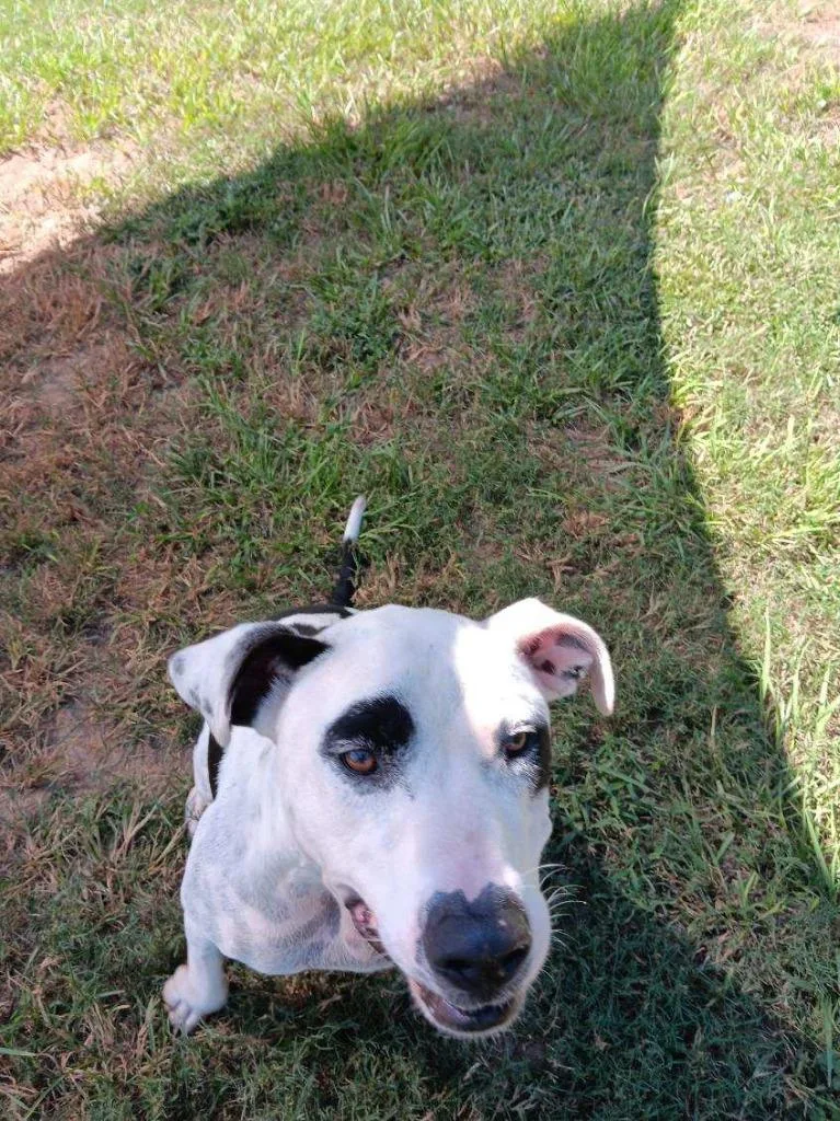 An adult medium-sized male American Bulldog dog named Petey for adoption in Marianna, FL