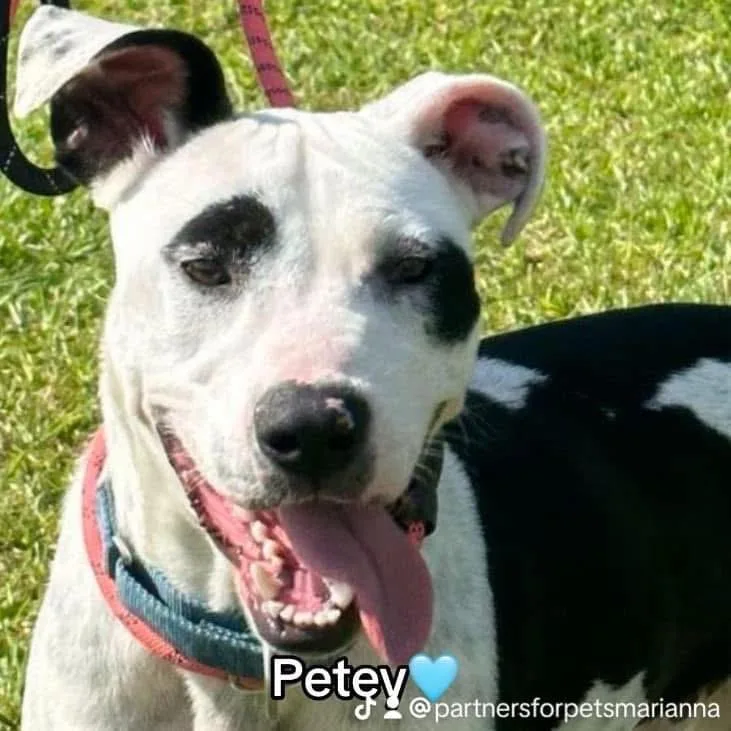 Petey thumbnail 3