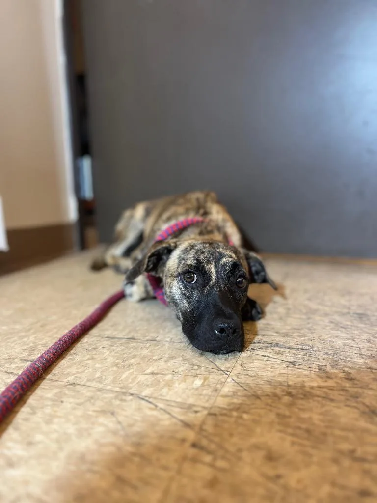 A baby medium-sized female Terrier dog named Matilda for adoption in Wintersville, OH