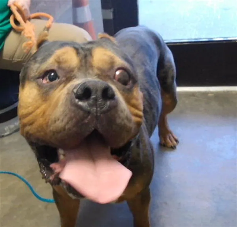 A young extra large-sized male American Bulldog dog named Spartacus for adoption in Tulsa, OK