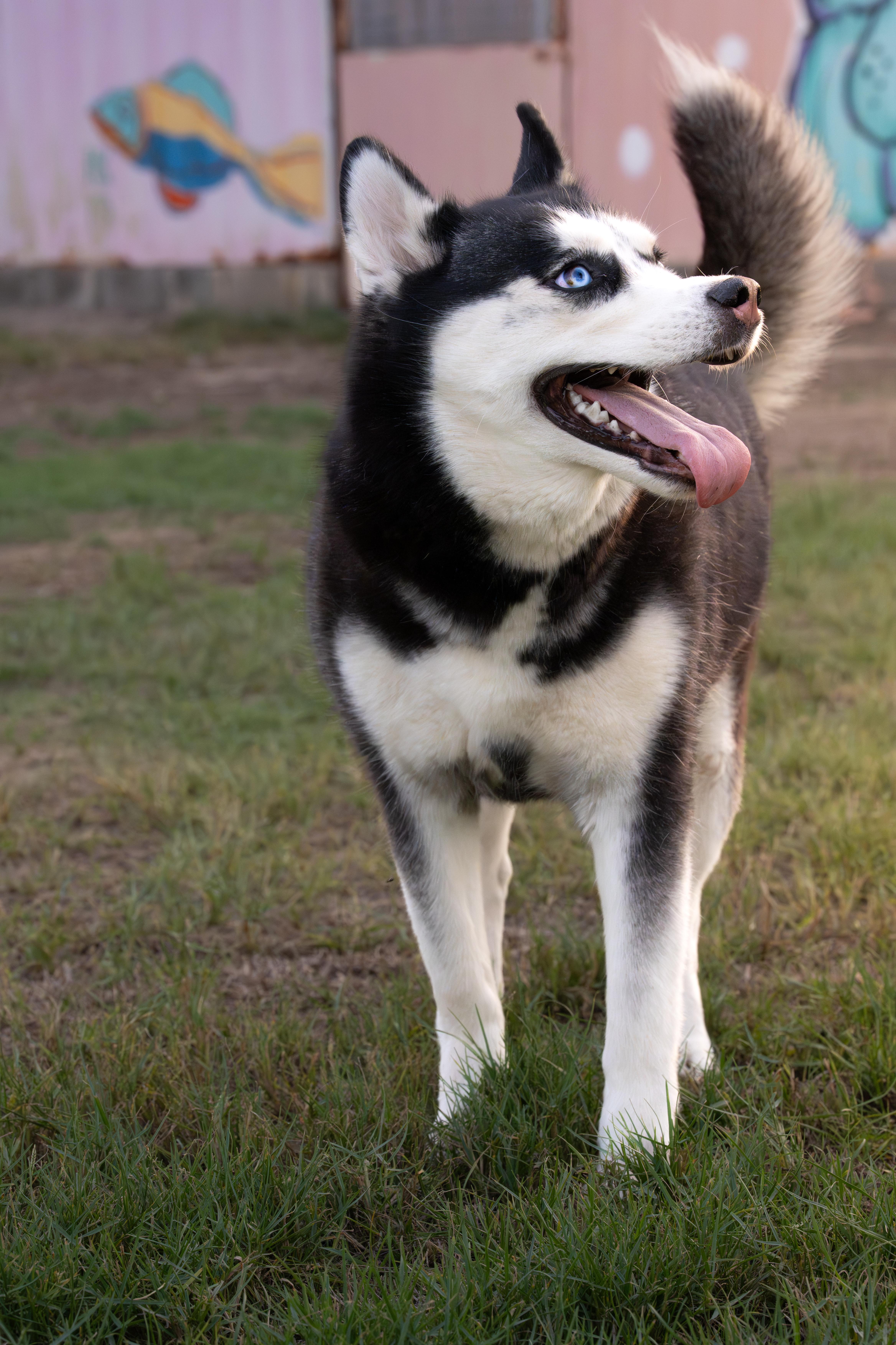 A young medium-sized female Siberian Husky dog named Sweetie for adoption in New York, NY
