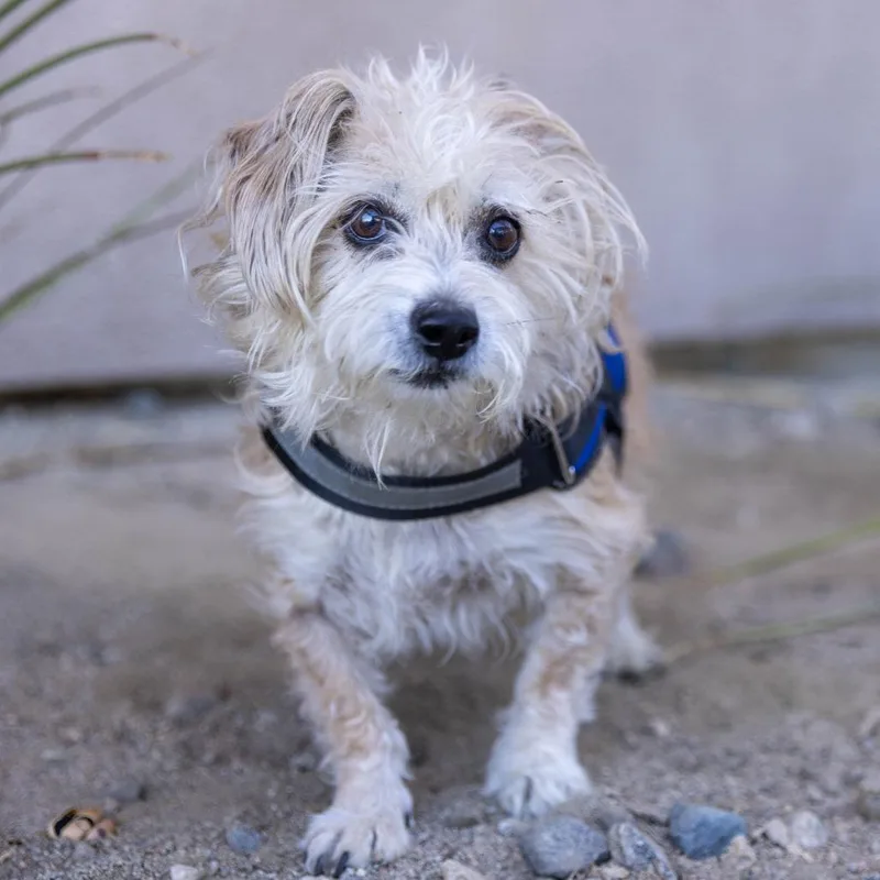 A senior small-sized male White / Cream Terrier dog named Brogantango for adoption in Palm Springs, CA