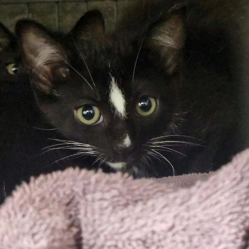 A baby small-sized male Black Domestic Short Hair cat named Dipper for adoption in Columbus, NC