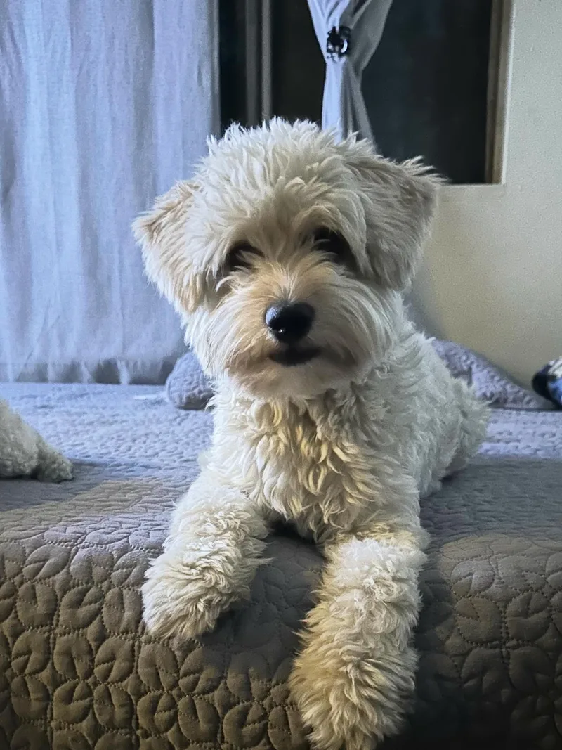 A young small-sized male White / Cream Maltipoo dog named Tucker~ Water Lover for adoption in Encino, CA