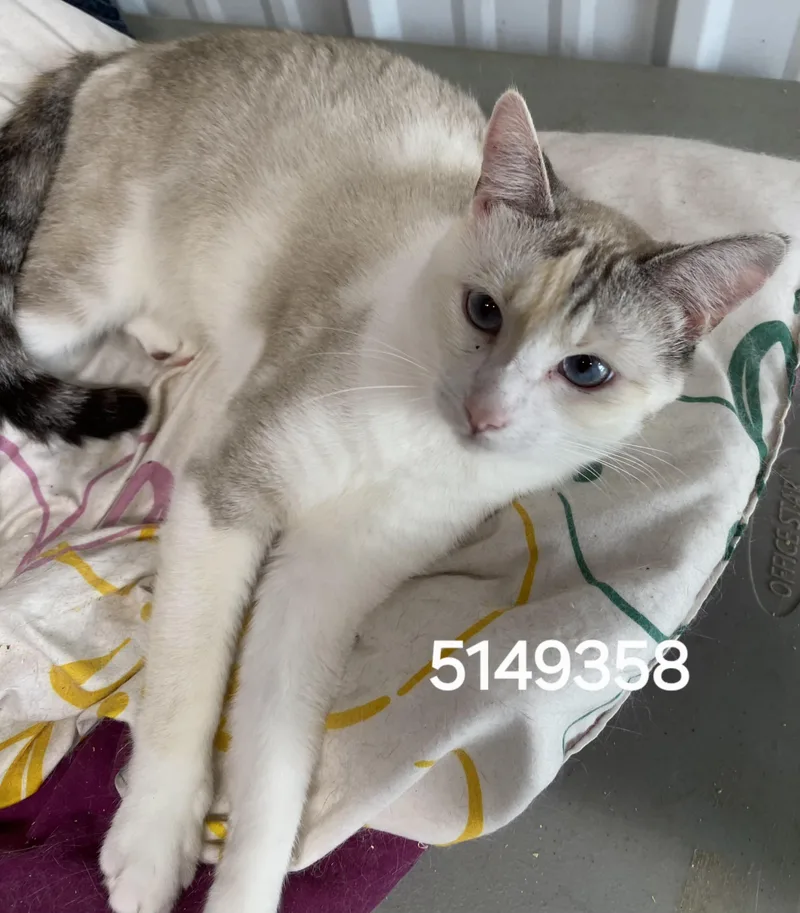 A young medium-sized female Siamese cat named 5149358 for adoption in Lees Summit, MO