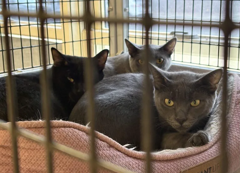 Mousers! thumbnail 2